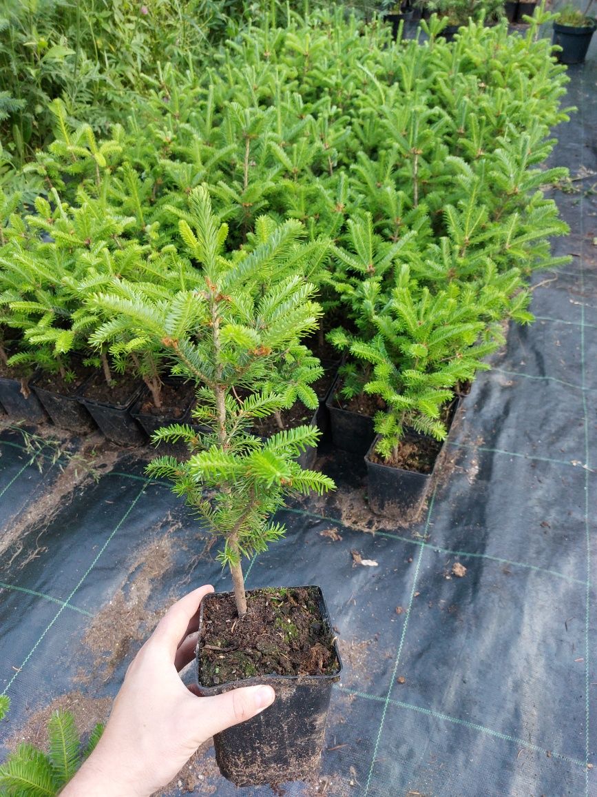 Puieti brad Abies fraseri la ghiveci P11- plantare 12 luni/an