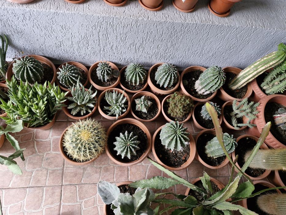 Cactusi exotici în ghiveci