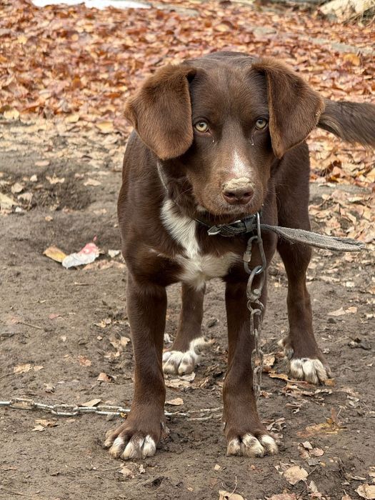 Отдам в хорошие руки