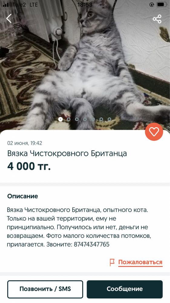 Вязка Чистокровного Британца