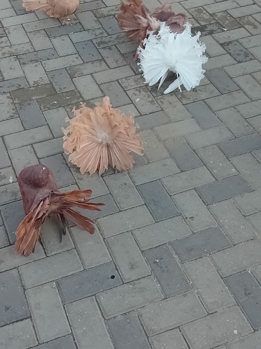 Vind porumbei rotati diferite culori.