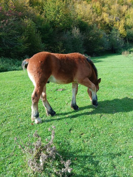 Manz, cal de vanzare