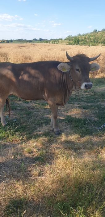 Bruna de maramures,de doi ani  la prima fatare gestanta in  6 luni.