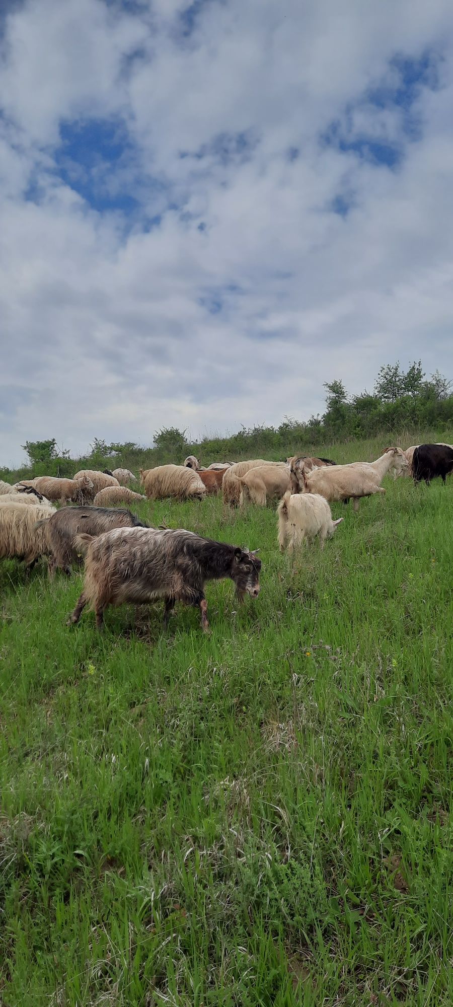 Vând sau schimb 20 de capre  cu oi