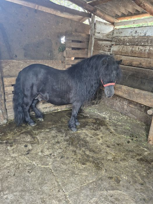 Ponei armasar de vanzare