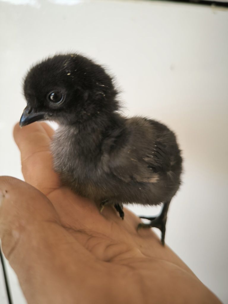 Ayam Semani Jo'jalari