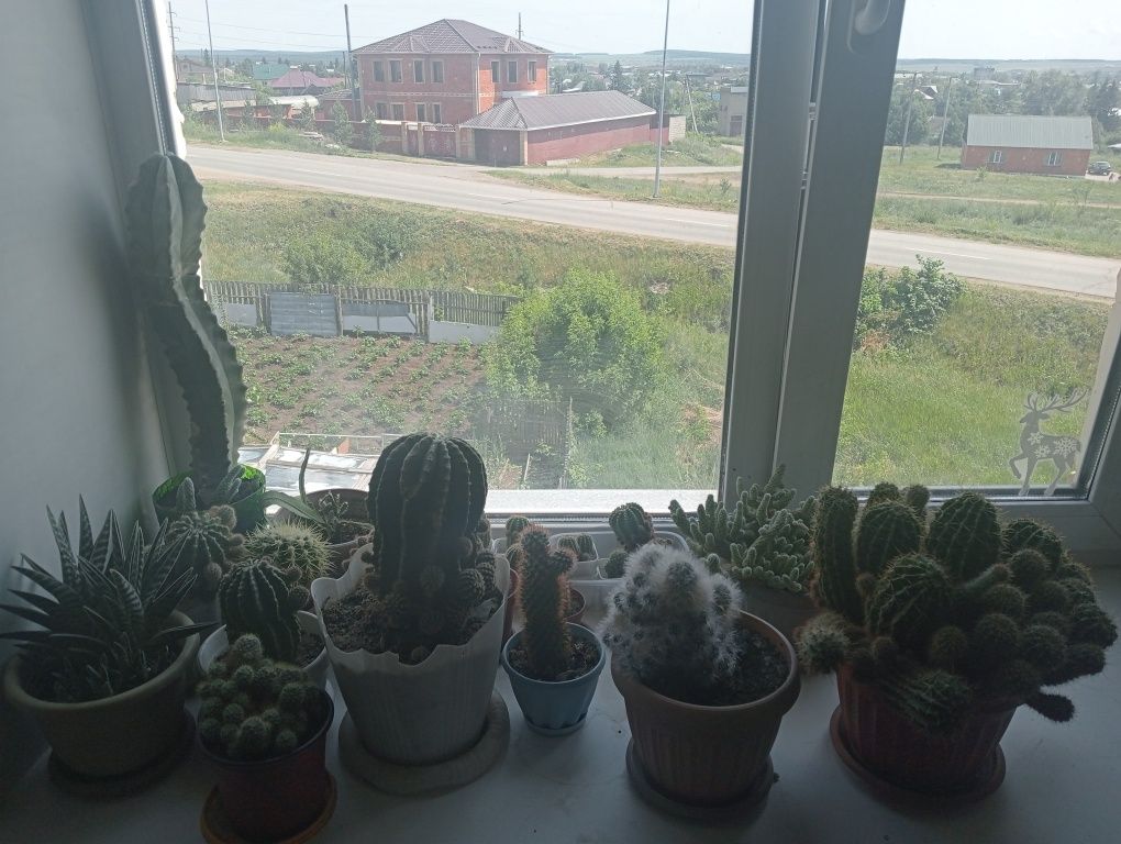 Продам кактусы .