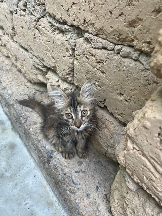 Бесплатно котята в добрые руки