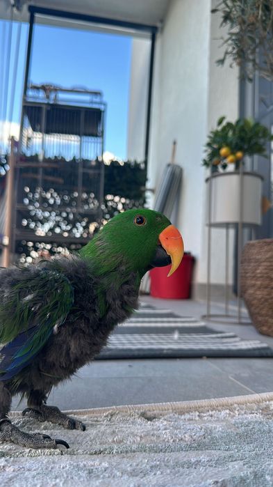 Papagali Eclectus