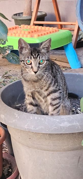 Donez urgent patru pisoiași rămași fără mama