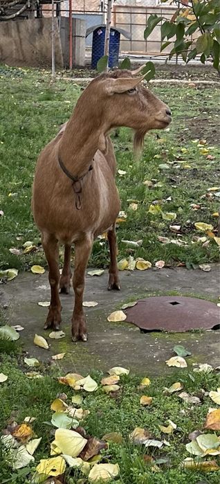 Млечна коза на трето яре