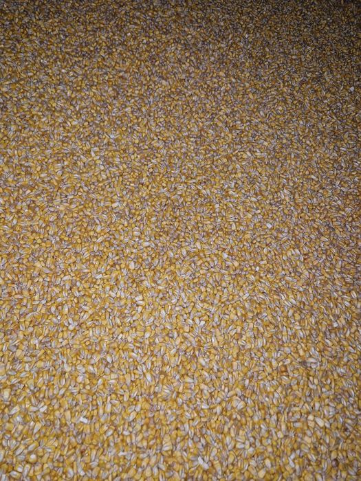 Vând Porumb recoltă 2025