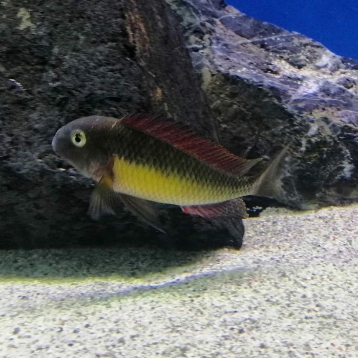 Рибки Африкански цихлиди Tropheus Red Rainbow 12-13cm