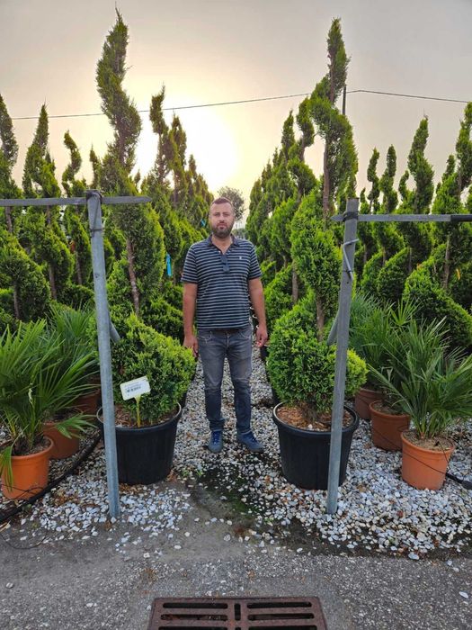 Prunus Laurocerasus Tuia Spiral , Plante Ornamentale Oriunde in tara