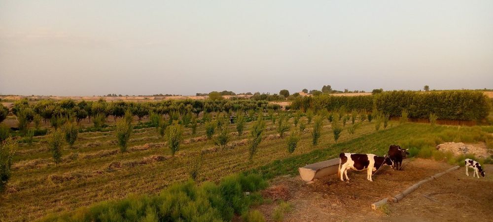 Ferma chorvachilik uchun eng arzon narxda shoshiling