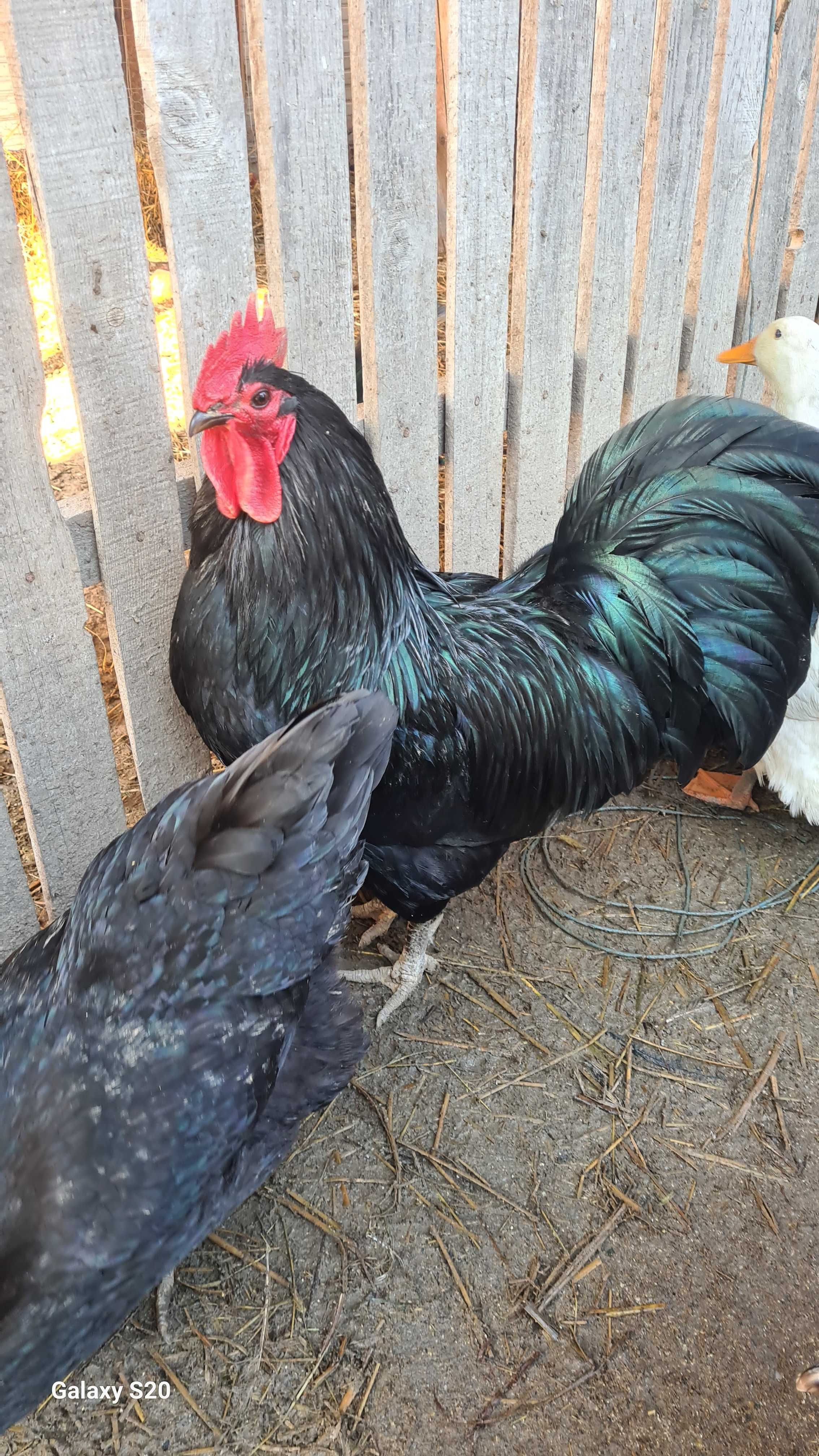 Vand oua australorp negru