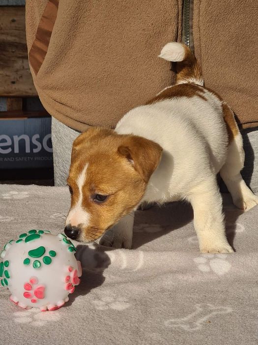 Джак Ръсел Териер