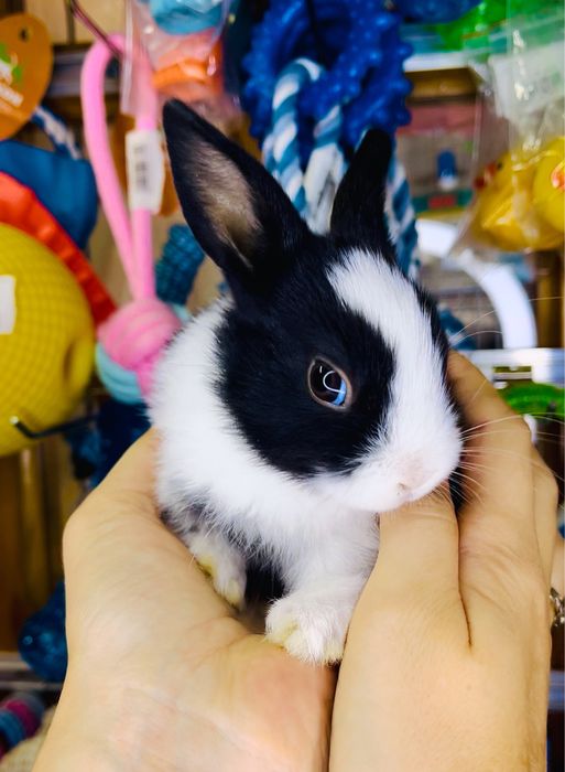 КРОЛИКИ ДЕКОРАТИВНЫЕ (карлики) в зоомагазине «Живая Природа»