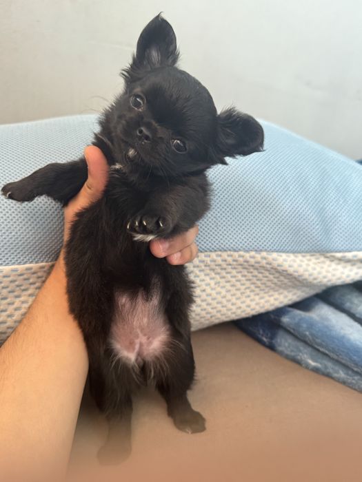 Чихуахуа Момиченце