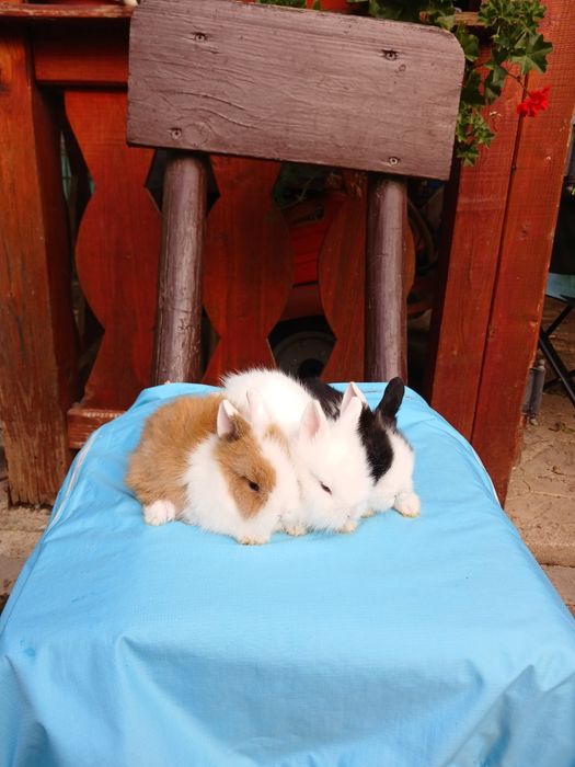 Iepurași Cap de leu cu ochii albaștri