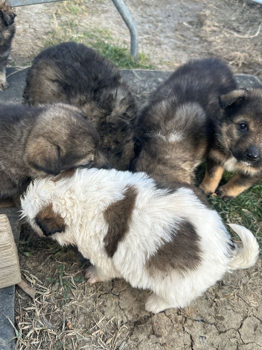 Donez cățeluși de talie mică de curte