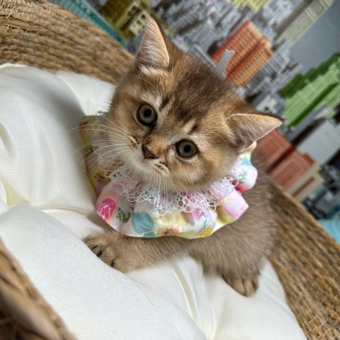 Fetita British Shorthair Golden Chocolate cu pedigree