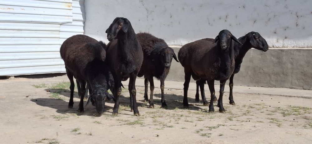 Jaydari go'shtdor qo'chqorla sotiladi