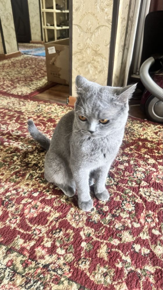 british shorthair