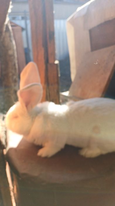 Продаётся крол фландр