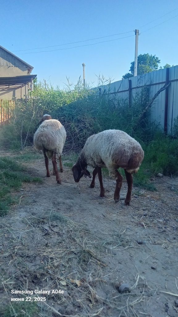 Кучкор ва куй сотилади