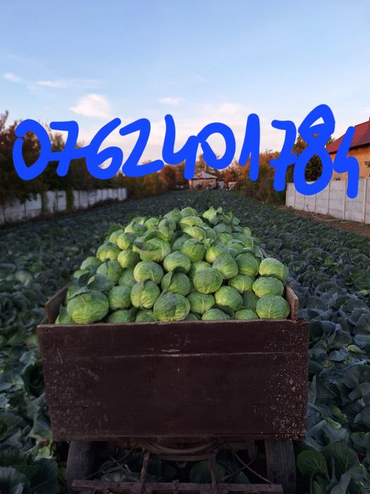 Varza producție proprie (aduc si la domiciliu în Craiova)