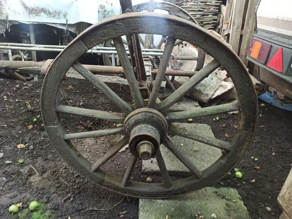 Car de boi 100% autentic