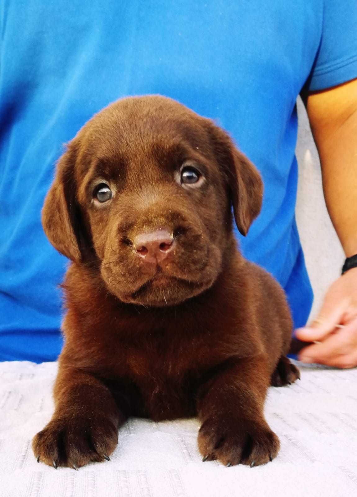 Labrador Retriever cu Pedigree Tip A – Pui de Vânzare