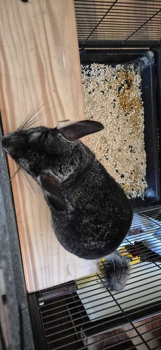 Vând 2 chinchilla (cincila șinșila chinchila) + cusca