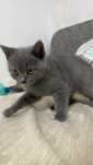 British shorthair