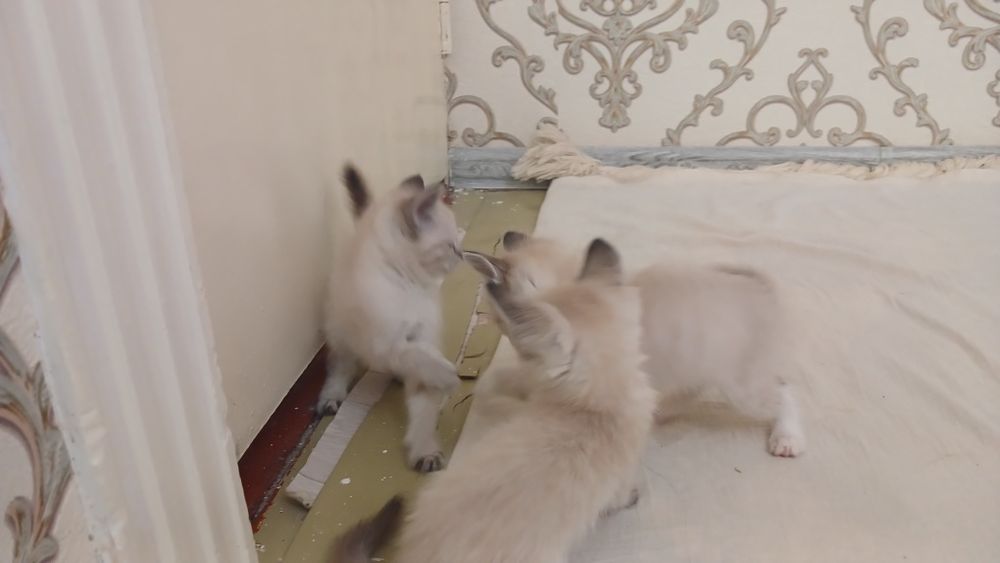 Продаётся белый кошки