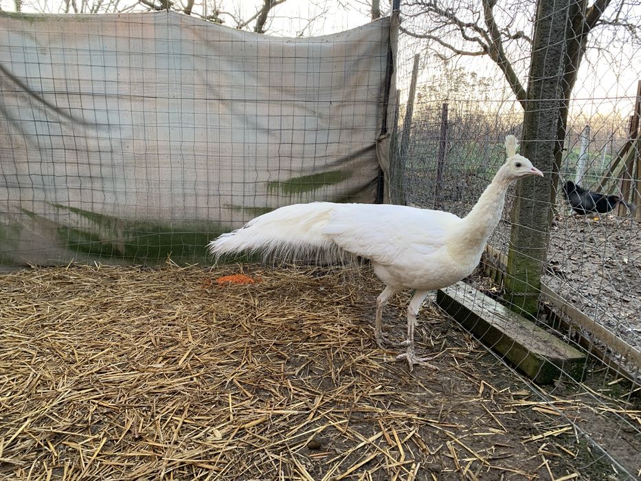 Paun spalding alb matur