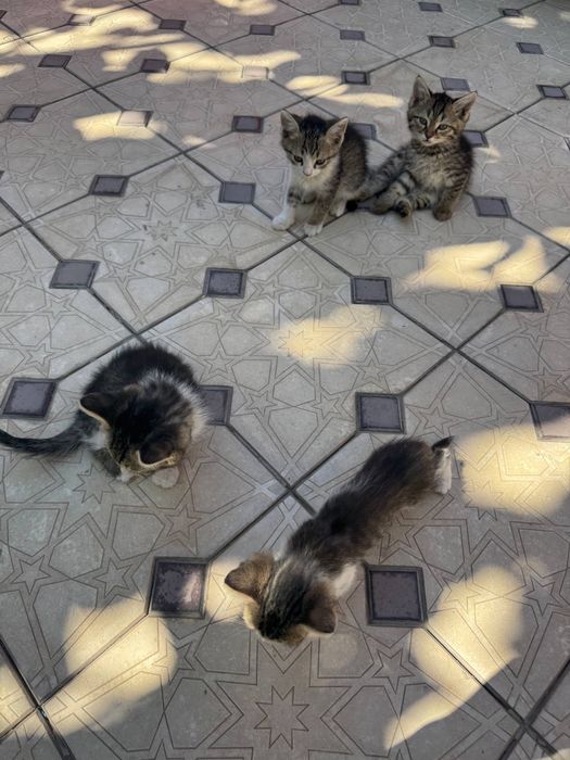 Маленькие котята в добрые руки, даром!