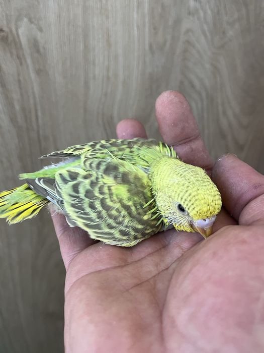 Perusi maruri cu pui cauta locuinta noua