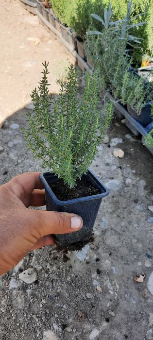 Cimbru la ghiveci