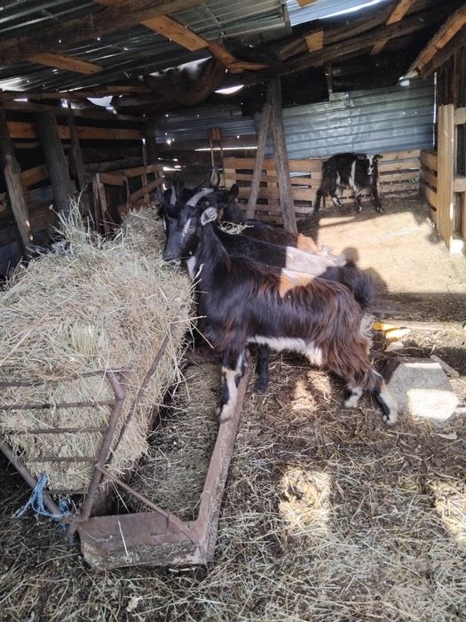 Iede tinere 8 bucati 2100