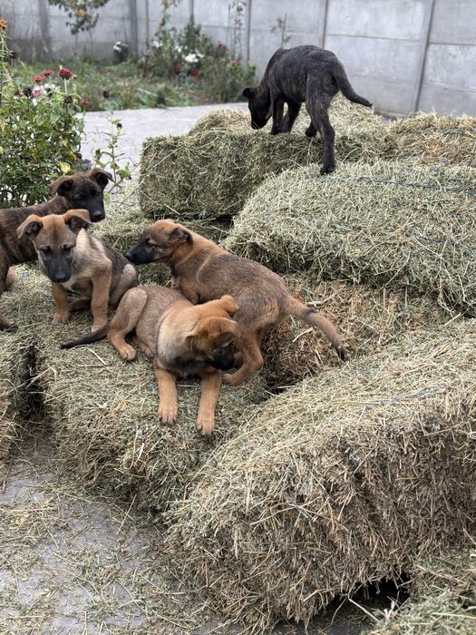 7 Catei si 3 pisici spre adoptie