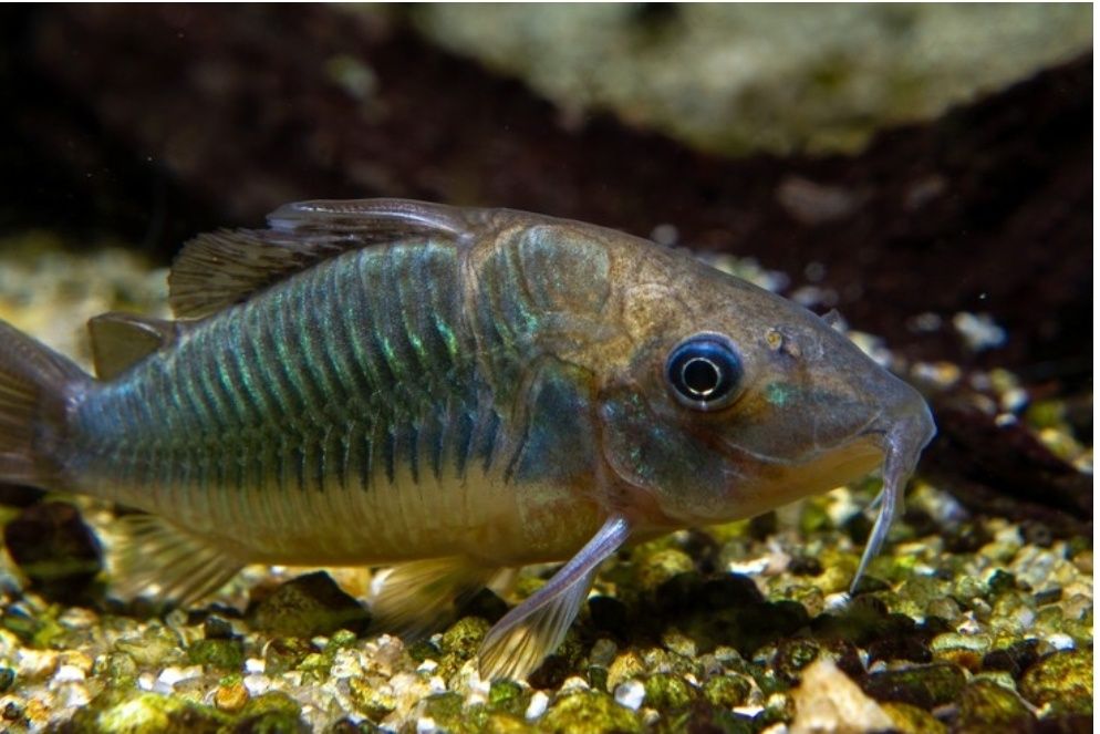 Изумрудный брохис, по другому корридорос или зелёный сомик