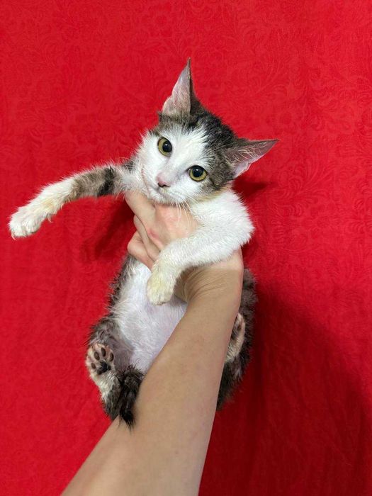 Не просто котёнок — маленькая подруга на всю жизнь.