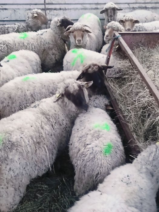 Oi la prima fătare de vânzare