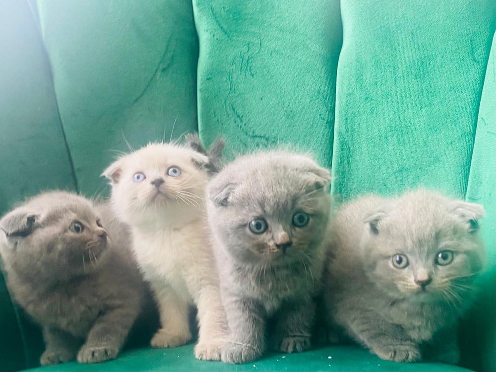 In cautare de casuta pisici Scottish fold