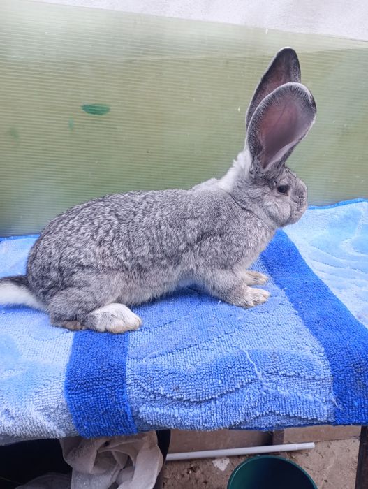 Pereche ug.chinchila