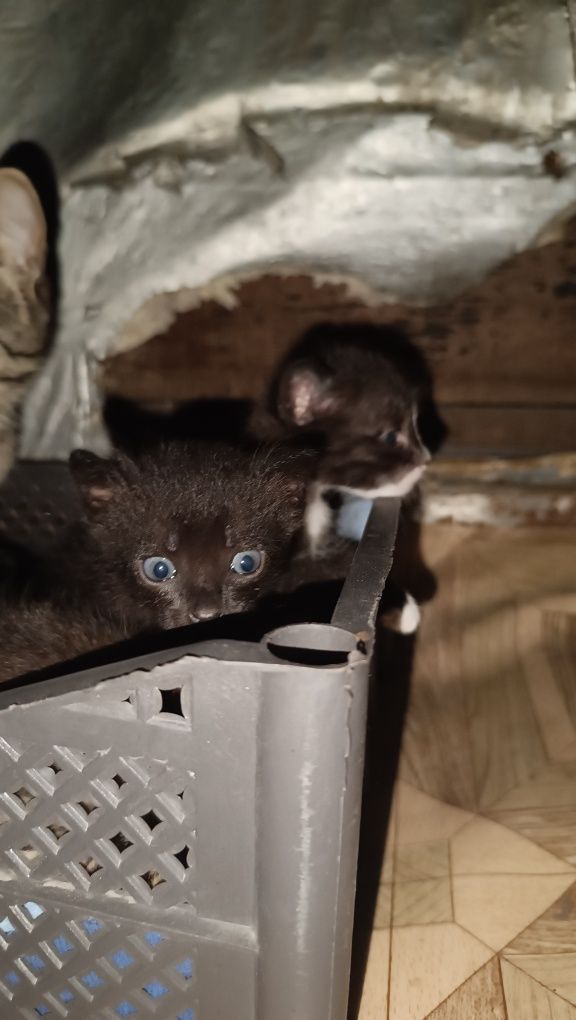 Отдам котят бесплатно