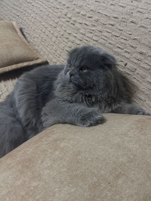 Шотландский котёнок Highland Fold, 2 месяца, мальчик