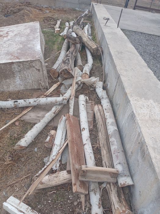 Terak sotiladi o'tin qilsa ham bo'ladi